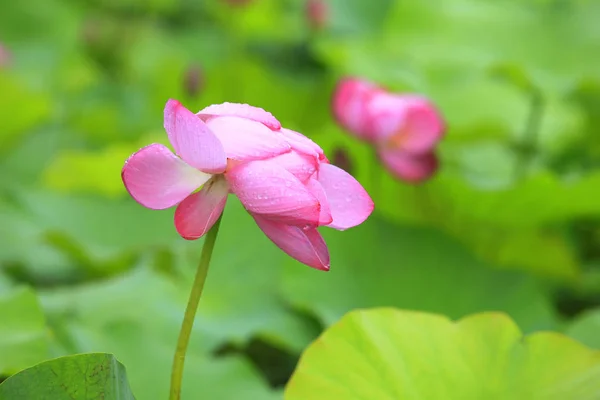 Lotus — Stock Photo, Image