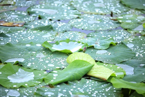 莲花 — 图库照片