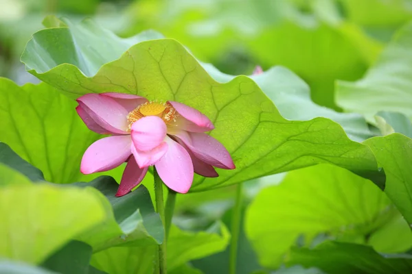 Lotus — Stock Photo, Image