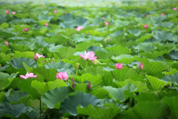 Lotus — Stock Photo, Image