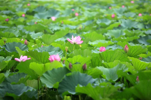 Lotus — Stock Photo, Image