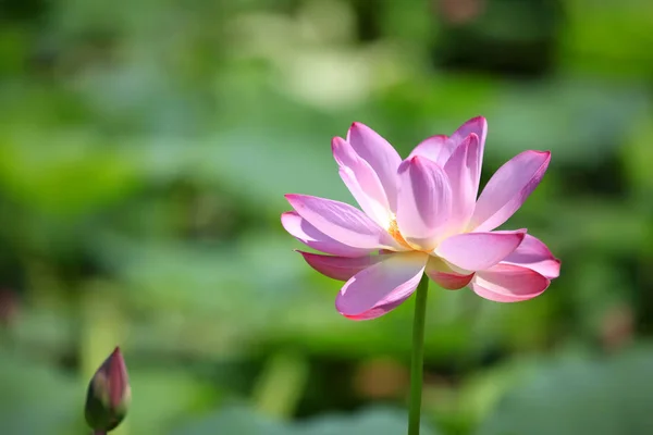 Lotus — Stock Photo, Image