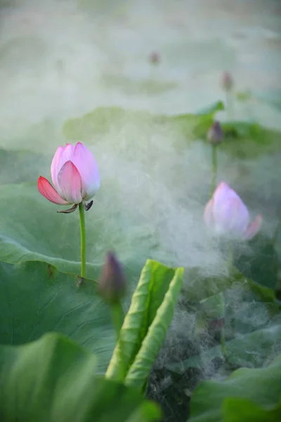 Lotus — Photo