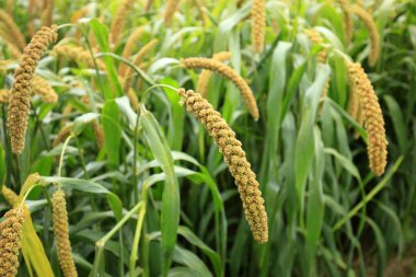  Tilki kuyruğu darı