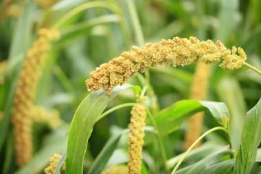  Tilki kuyruğu darı