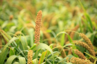  Tilki kuyruğu darı