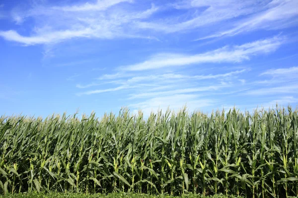 El maíz en el campo — Foto de Stock