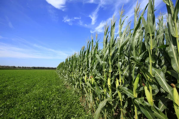 El maíz en el campo — Foto de Stock