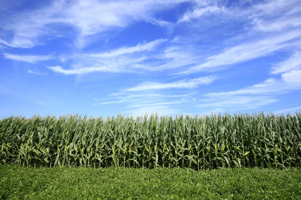 El maíz en el campo — Foto de Stock