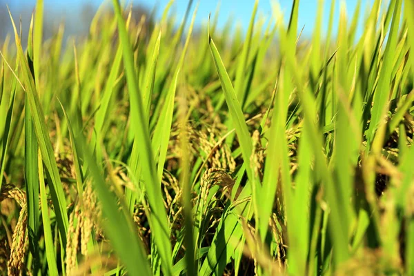 Pirinç paddies — Stok fotoğraf