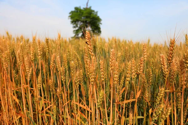 Wheat growing — Stock Photo, Image