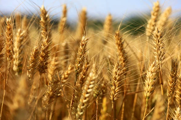 Wheat growing — Stock Photo, Image