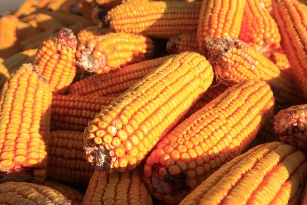 Il raccolto di mais, impilati insieme — Foto Stock