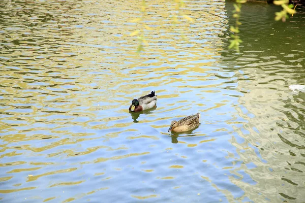 Die im Wasser schwimmende Ente — Stockfoto