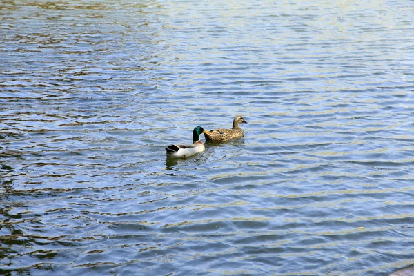 Le canard nageant dans l'eau — Photo