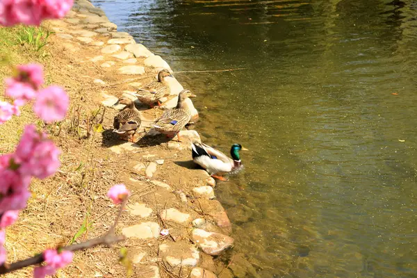 O pato nadando na água — Fotografia de Stock