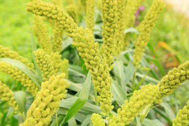  Tilki kuyruğu darı