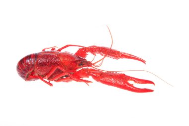 Kerevit, beyaz arka plan, yakın plan.