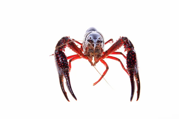 Crawfish, white background, close-up — Stock Photo, Image