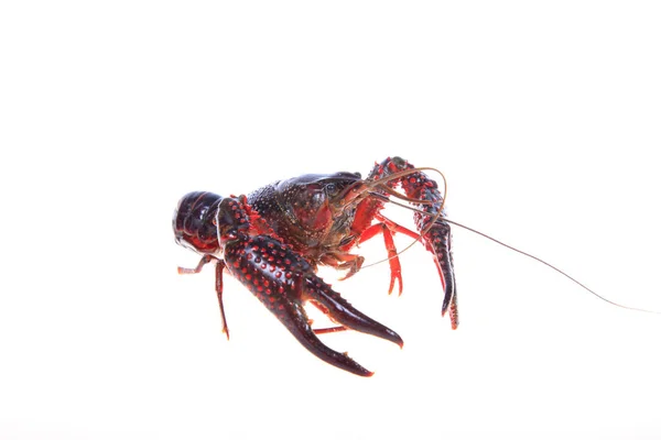 Crawfish — Stok Foto