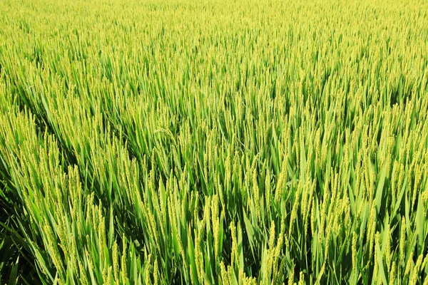 The rice in the field — Stock Photo, Image