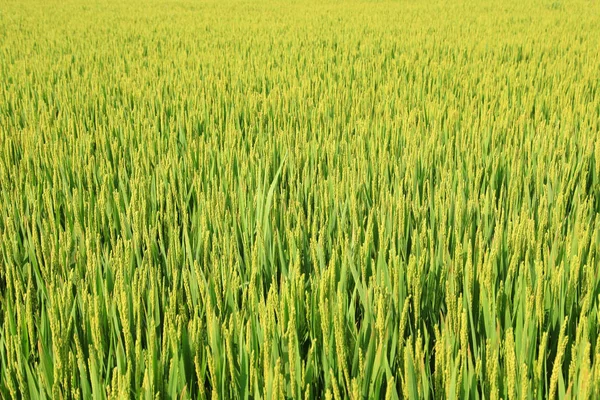 De rijst in het veld — Stockfoto