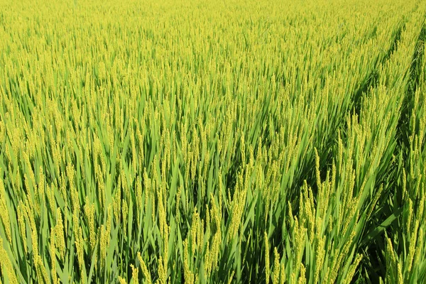 Το ρύζι στο χωράφι — Φωτογραφία Αρχείου