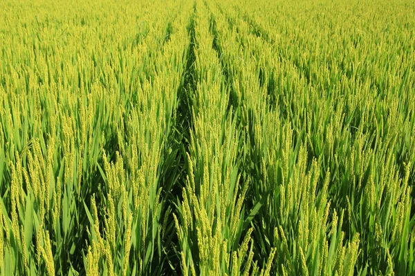 Το ρύζι στο χωράφι — Φωτογραφία Αρχείου