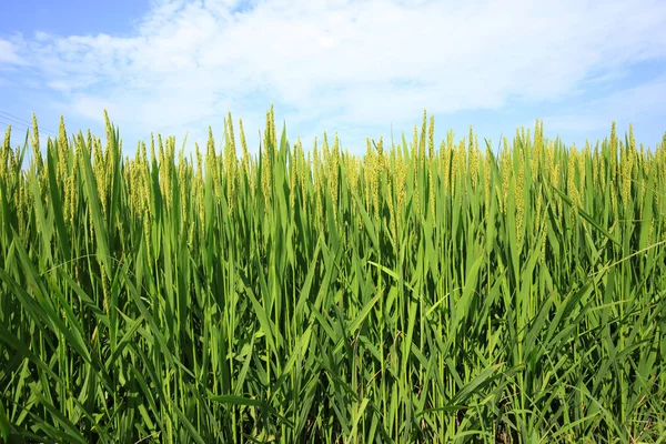 The rice in the field — Stock Photo, Image