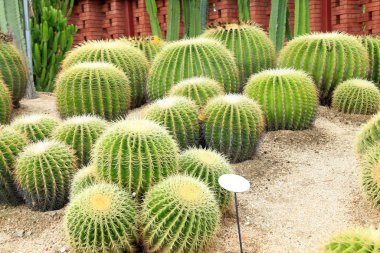 Altın Top kaktüs