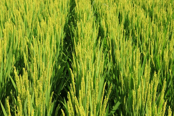 El arroz en el campo —  Fotos de Stock