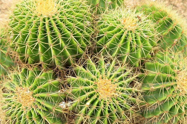 Golden ball cactus — Stock Photo, Image