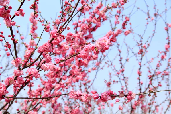 Flowering peach — Stock Photo, Image