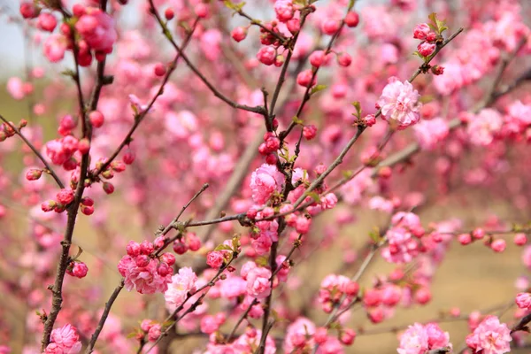 Flowering peach — Stock Photo, Image