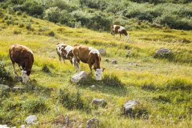 Birkaç inek yamaçlarda otluyor.