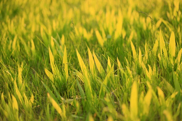 The grass — Stock Photo, Image