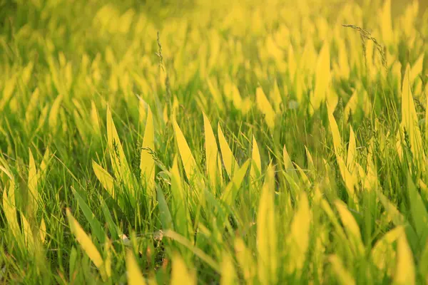 The grass — Stock Photo, Image