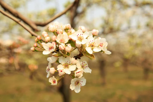 Flor de pera — Foto de Stock