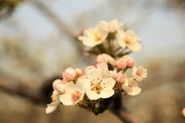 Päron blomma — Stockfoto