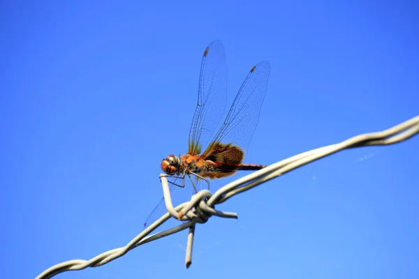 Libélula — Fotografia de Stock