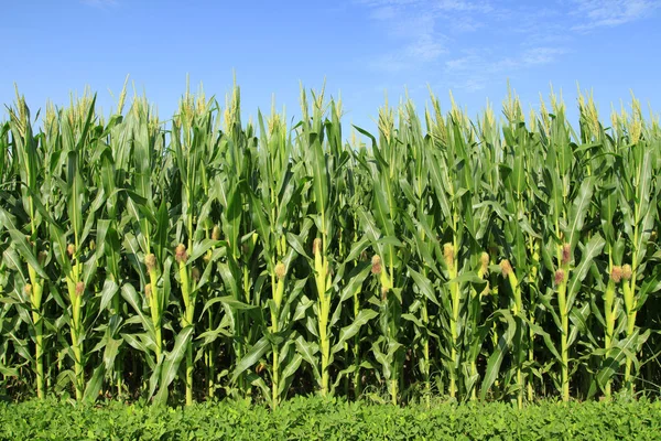 El maíz en el campo — Foto de Stock