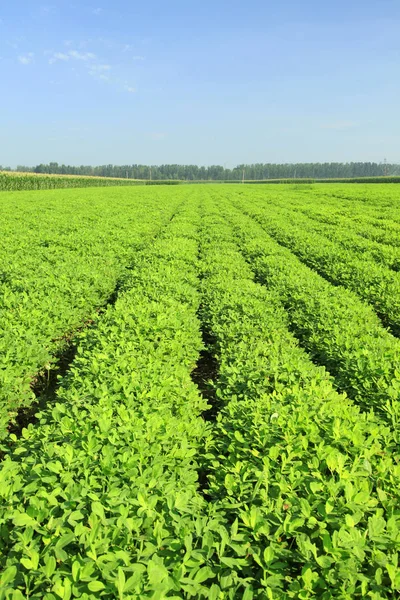 Os campos de amendoins — Fotografia de Stock