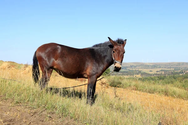 As pastagens de um cavalo no outono — Fotografia de Stock