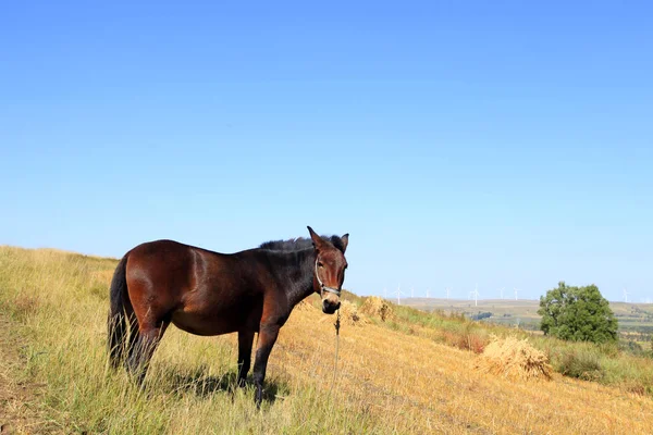 As pastagens de um cavalo no outono — Fotografia de Stock