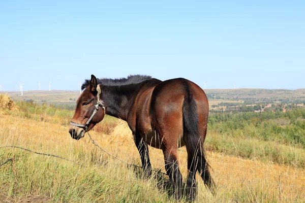 As pastagens de um cavalo no outono — Fotografia de Stock