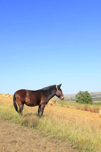 As pastagens de um cavalo no outono — Fotografia de Stock