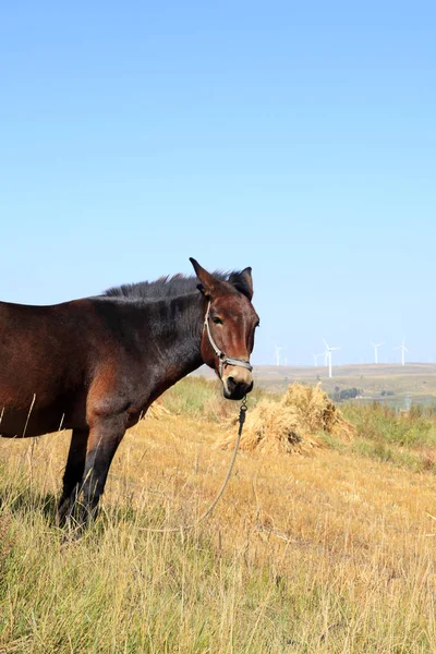 As pastagens de um cavalo no outono — Fotografia de Stock