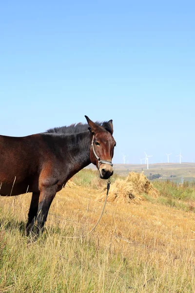 Las praderas de un caballo en el otoño — Foto de Stock