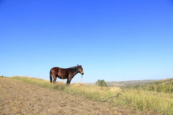 As pastagens de um cavalo no outono — Fotografia de Stock