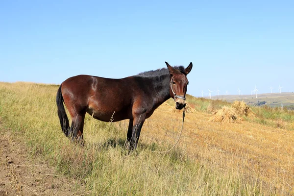 As pastagens de um cavalo no outono — Fotografia de Stock